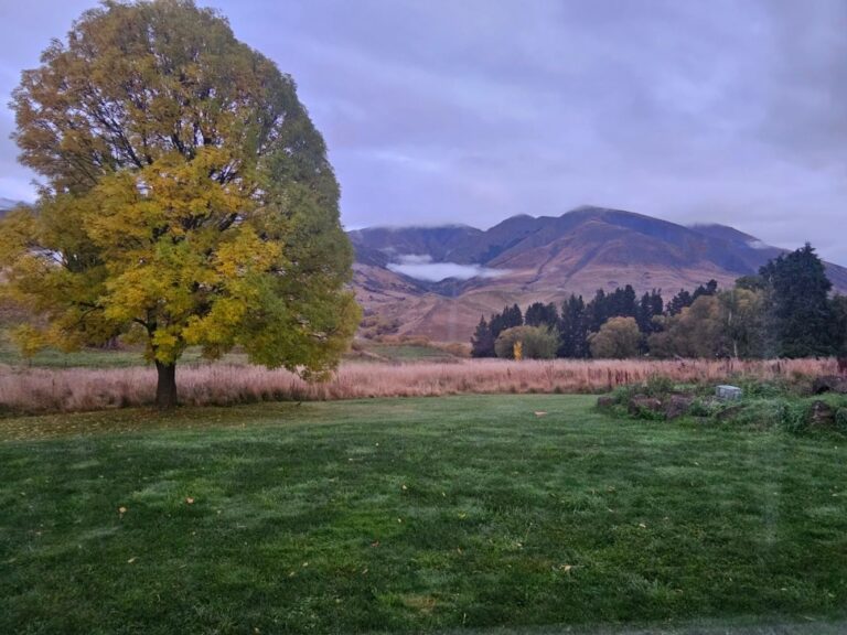 NZ countryside with a large tree in the foregound